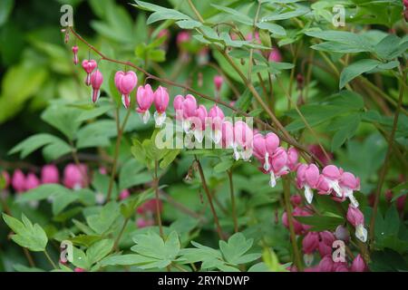 Dicentra spectabilis, bleeding heart Stock Photo