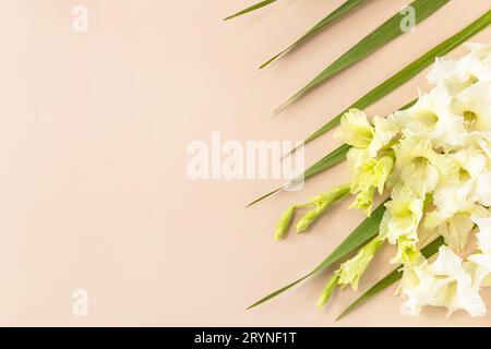 Minimal flowers background. Creative layout made of blooming white bud gladiolus against plain beige background. Top view flat l Stock Photo