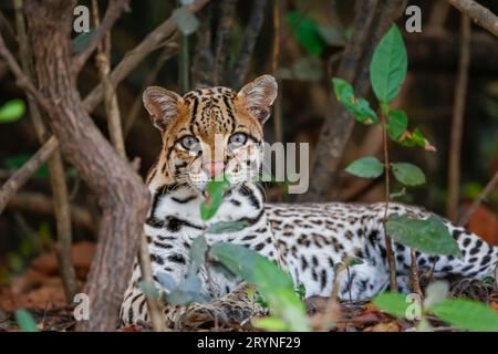 Close-up of a young Ocelot resting in the undergrowth at a river edge, facing camera, Pantanal Wetla Stock Photo