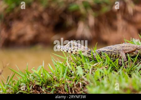 Close-up of a small Yacare Caiman lying on a grassy river edge with raised head, Pantanal Wetlands, Stock Photo