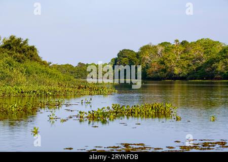 Typical Pantanal lagoon scenery in afternoon light,  reflections on water, Pantanal Wetlands, Mato G Stock Photo