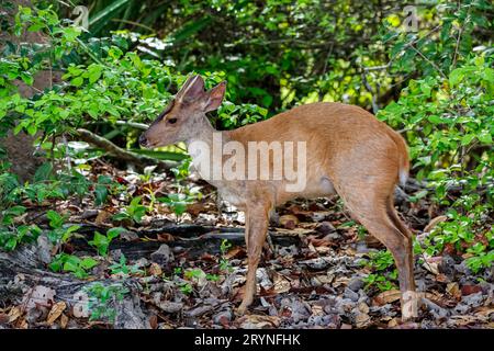Side view of a Red brocket in the forest, Pantanal Wetlands, Mato Grosso, Brazil Stock Photo