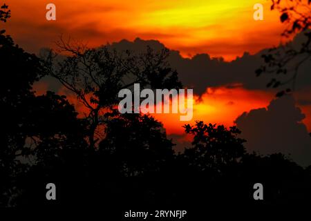 Colorful dramatic sunset with clouds and tree silhouettes in the Pantanal Wetland Stock Photo