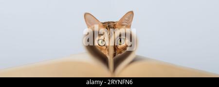 Muzzle of a red cat on a blue background. Stock Photo