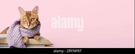 Bengal cat with a scarf and a book on a pink background. Stock Photo