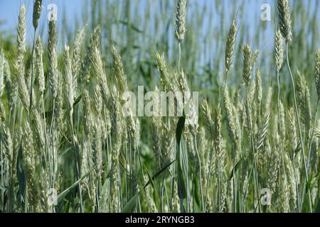 Triticum polonicum, Polish wheat Stock Photo