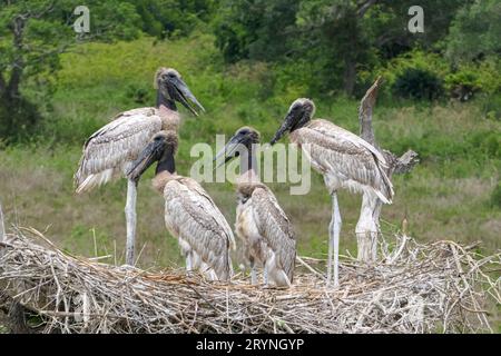 Close-up of a Jabiru nest with four juvenile birds standing and perching against green background, P Stock Photo