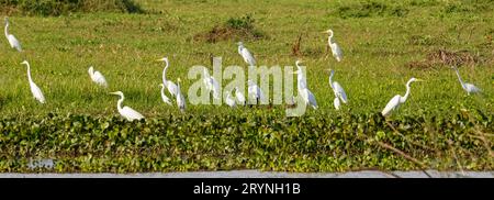 Panorama of Great white egrets and White-faced whistling ducks in a green meadow on water edge, Pant Stock Photo