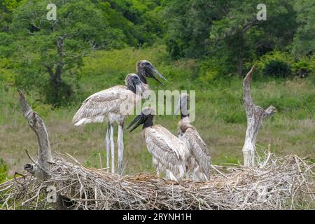 Close-up of a Jabiru nest with four juvenile birds standing and sitting against green background, Pa Stock Photo