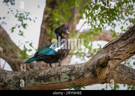 Colorful Muscovy duck perched on a tree branch, Pantanal Wetlands, Mato Grosso, Brazil Stock Photo