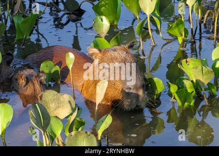 Close-up of a Capybara mother with a cute baby swimming in water between water hyacinths in sunlight Stock Photo