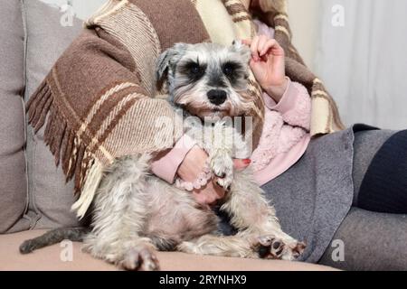 Gray dog sits on a sofa and looks up at his beloved mistress, female hands stroke a happy dog. Stock Photo