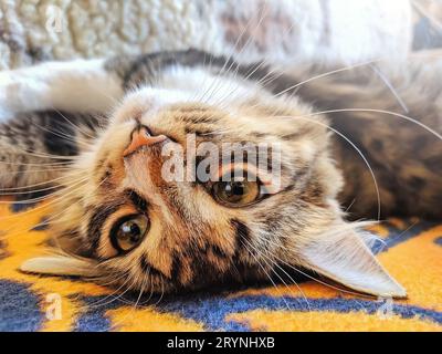 Funny cat lays on his back on bed in morning sun lights Stock Photo