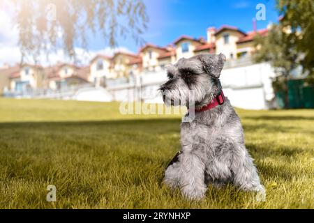Portrait of a beautiful dog schnauzer sitting on the grass and looking into the distance in the park.The concept of love for ani Stock Photo