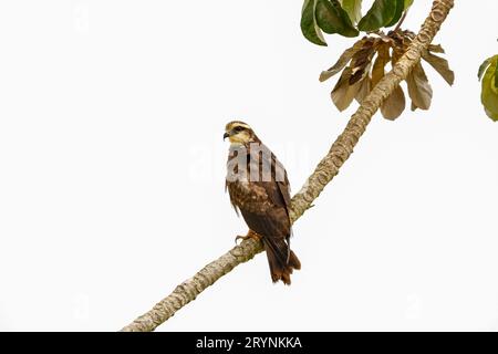 Snail kite perched on a tree branch against white background, Pantanal Wetlands, Mato Grosso, Brazil Stock Photo