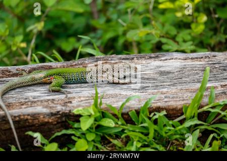 Small colorful lizard on an old tree stump, Brazil Stock Photo