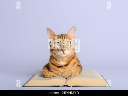 Smart Bengal cat and books on a white background. Stock Photo