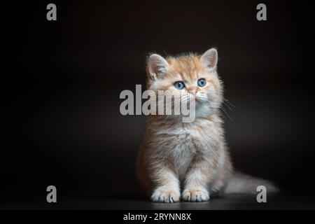 Kitten of the British long-haired golden chinchilla breed sits on a black background Stock Photo