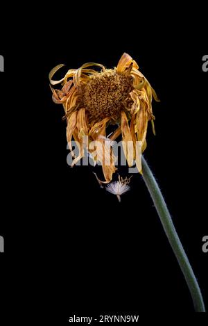 Beautiful Yellow dahlia withered flower isolated on a black background. Concept of nostalgia, melancholy and even death. Stock Photo