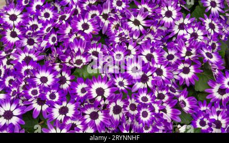 Blooming purple white flowers Pericallis hybrid violet bicolar in the springtime. Stock Photo