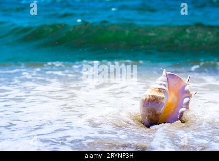 Three spiral sea Shells on a sandy beach Stock Photo - Alamy