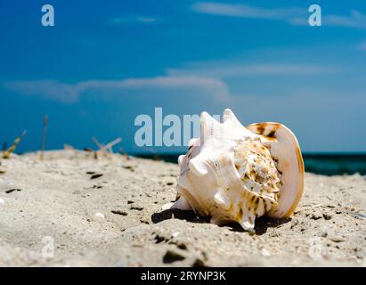 Large huge ocean shell with spikes on yellow sand against a the blue sea and sky Stock Photo