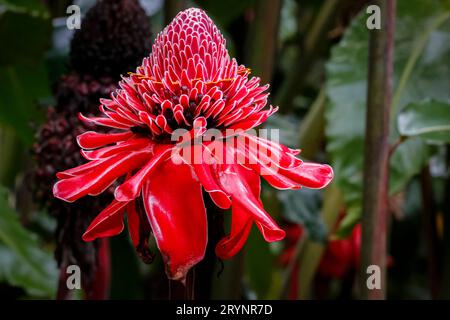 Close-up of a red Torch lily against natural dark background, Folha Seca, Brazil Stock Photo