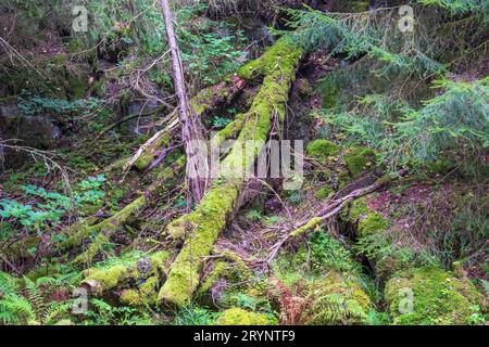 Moss covered fallen trees in a forest slope Stock Photo