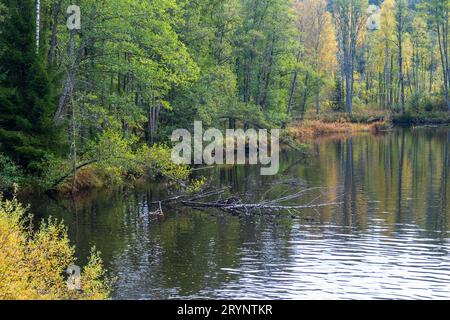 Lakeshore with autumn colors in the forest Stock Photo