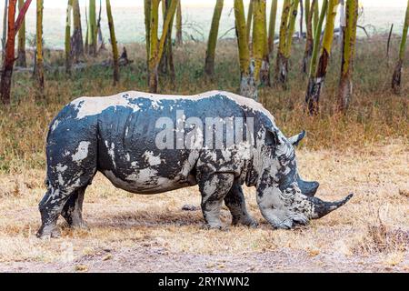 The rhinoceros is dry landscapes Stock Photo