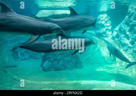 A pod of common bottlenose dolphins (Tursiops truncatus) at the Georgia Aquarium's Dolphin Coast exhibit in downtown Atlanta. (USA) Stock Photo