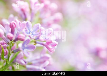 Lilac flowers spring floral background Stock Photo