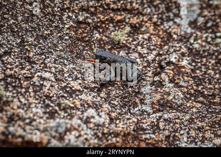 Close-up of a tiny Maldonada redbelly toad, an endemic Brazilian toad, on granite rock, Itatiaia, Brazil Stock Photo