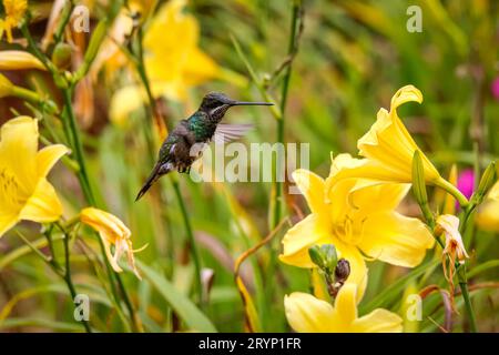 Beautiful small Stripe-breasted star throat hummingbird in flight to a yellow flower to suck nectar, Stock Photo