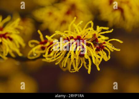 Close-up of a wich hazel flower; Hamamelis x intermedia Stock Photo