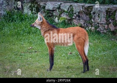 Side view of a Maned wolf on grassy grounds of Sanctuary CaraÃ§a, stone wall in background, Minas Ger Stock Photo