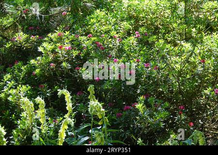 Rhododendron intermedium Stock Photo