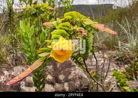 Close-up of a yellow blossom hanging on wonderful fan-shaped leaves, Biribiri State Park, Minas Gera Stock Photo