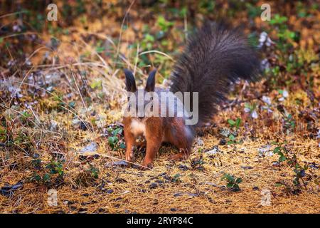 Red squirrel in an autumn forest strewn with fallen larch needles. Close-up. Stock Photo