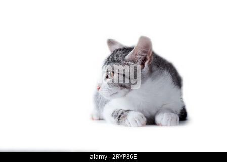 Tabby cat on a white background Stock Photo