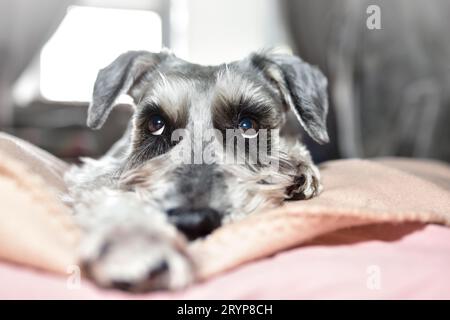 A grey dog of the Schnauzer breed cutely looks up while lying on the bed. Schnauzer dog looks with kind eyes, doggy is lying on Stock Photo