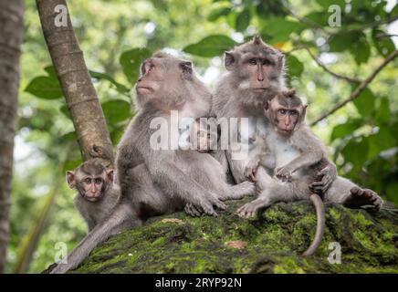 Macaque monkeys at Ubud Monkey Forest Sanctuary in Ubud, Bali, Indonesia. Stock Photo
