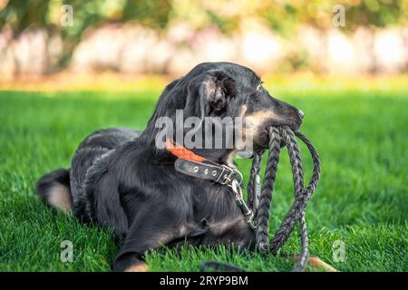Mongrel puppy gnaws a leather leash on a walk in the park Stock Photo