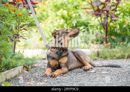 Mongrel dog on a leash is lying on the path and enjoying a summer day Stock Photo