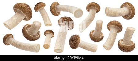 Shimeji mushroom collection, brown beech mushrooms isolated on white background Stock Photo