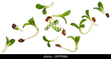 Young microgreen leaves, fresh broccoli sprouts isolated white background Stock Photo