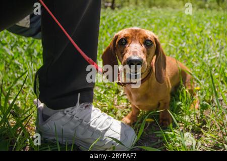 Funny dog breed dachshund walks on a red leash on a sunny day Stock Photo