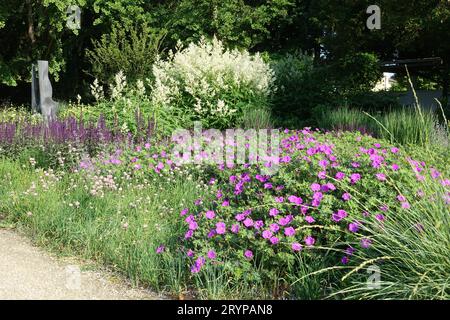 Geranium sanguineum, bloody cranesbill Stock Photo