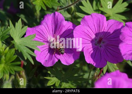 Geranium sanguineum, bloody cranesbill, bee Stock Photo