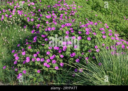 Geranium sanguineum, bloody cranesbill Stock Photo